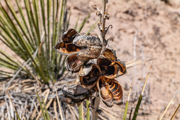 Yucca baileyi is a plant in the family Agavaceae. Toadstool Hoodoos Trail, Kane County, Utah
