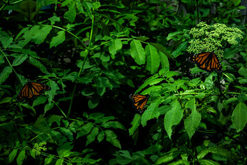 butterfly on a leaf