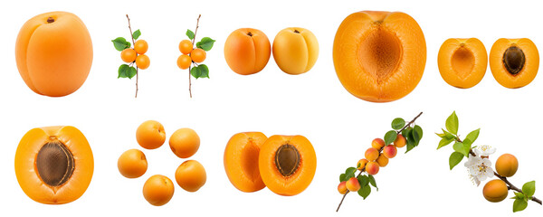 Fresh apricots on white background in various stages of ripeness, set    
