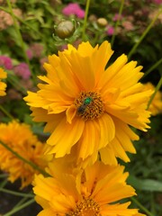 Coreopsis Grandiflora (Presto Tickseed) with Green Fly – New Westminster, BC, Canada