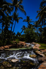 Tropical Water Stream