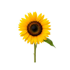 Sunflower on Transparent Background.
