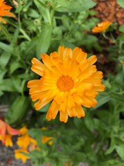 Coreopsis Grandiflora (Presto Tickseed) with Green Fly – New Westminster, BC, Canada

