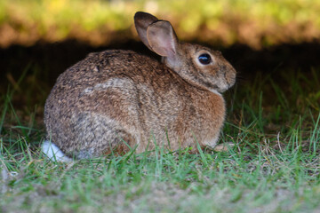 A small wild brown rabbit with long ears, dark eyes, and a white fluffy tail. The animal is sitting in a grassy meadow, nibbling on the lush grass. The inside of the long floppy ears is pink.