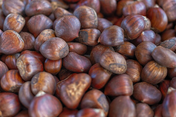 A bin of organic and gluten-free roasted chestnuts. The bulk supply of cooked nuts has a dark brown, slightly glossy exterior shell. The holiday seasonal treat's flavor is sweet and buttery. 