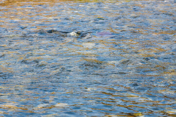 初夏の水辺　朝日に輝く川の流れ07