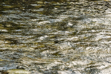 初夏の水辺　朝日に輝く川の流れ10