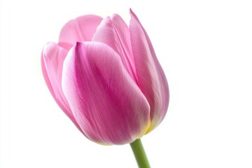 Fototapeta premium Single pink tulip flower isolated on white background