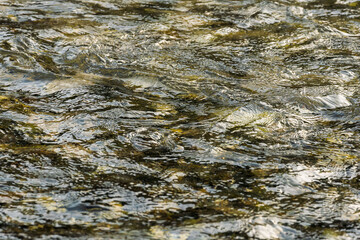 初夏の水辺　朝日に輝く川の流れ12