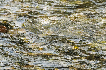 初夏の水辺　朝日に輝く川の流れ15