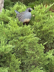 Quail Bird Sitting in Green Bush