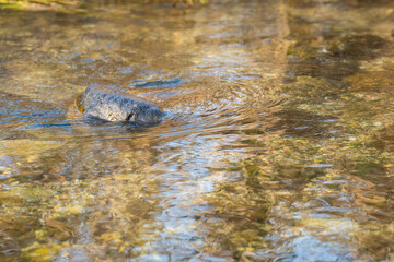 初夏の水辺　朝日に輝く川の水面07