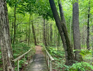 Boardwalk of hiking trail through a forest in summer