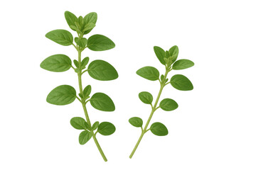 Fresh green oregano sprigs with crisp leaves and slender stems, highlighting natural herb texture against clean background