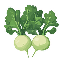 My A Simple flat 2D illustration icon kohlrabi group isolated on transparent background, vector, animation design, simple flat 2D clipart, design by me. My vector design
