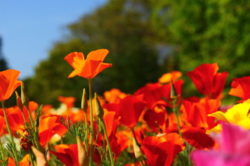Fototapeta premium Vibrant California Poppies Blooming Under Blue Sky