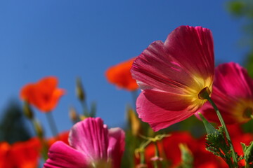 Vibrant California Poppies Blooming Under Blue Sky