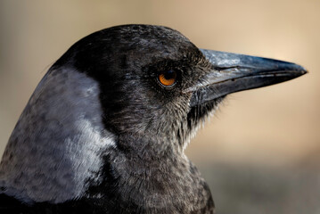 Australian magpie (Gymnorhina tibicen) juvenile head, Canberra, ACT, June 2025