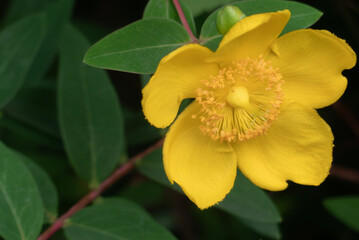 キンシバイの花