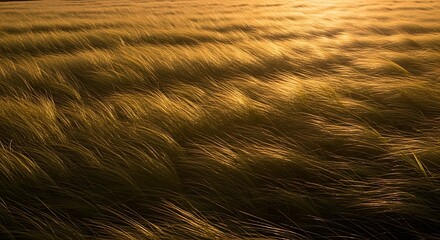 A large, stone turtle sculpture rests on a rocky surface, bathed in sunlight.