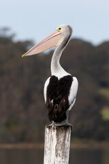 Australian pelican (Pelecanus conspicillatus), Narooma, NSW June 2025