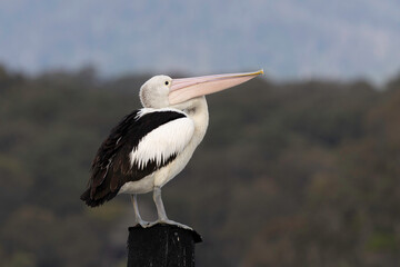 Australian pelican (Pelecanus conspicillatus), Narooma, NSW June 2025