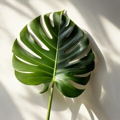 Hoja de monstera con sombra proyectada en la pared