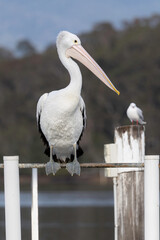 Australian pelican (Pelecanus conspicillatus), Narooma, NSW June 2025