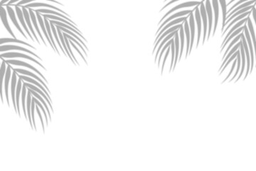 Palm Leaves Shadow Overlay on Transparent Surface