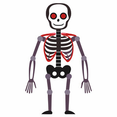 Human skeleton anatomy illustration with red accents human anatomy bones