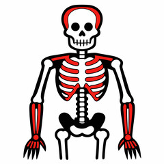 Stylized human skeleton with red accents human anatomy bones