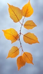 Fototapeta premium Delicate orange autumn leaves with visible veins on thin branches glowing against a soft gray sky background