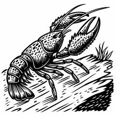 Detailed black and white crawfish illustration crayfish crustacean