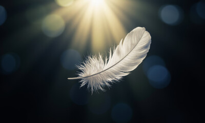 A Single White Feather Floating Down in a Beam of Pure Light Symbolic of Truth and Purity
