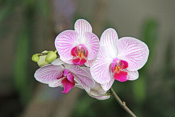 Flor de orquídea mariposa u orquídea phalaenopsis