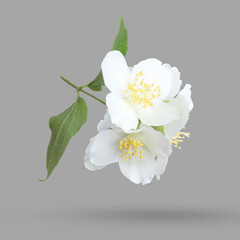 Fototapeta premium Beautiful jasmine flowers and green leaves falling on grey background