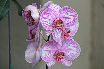 Flor de orquídea mariposa u orquídea phalaenopsis