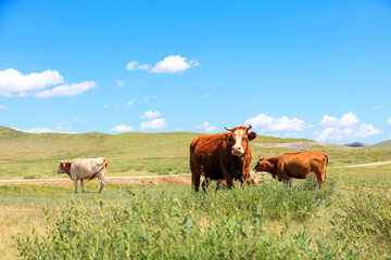 A herd of cattle on the prairie