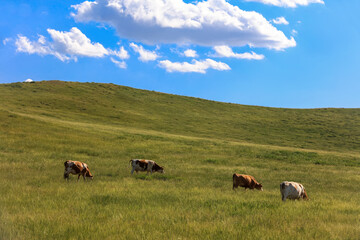 A herd of cattle on the prairie