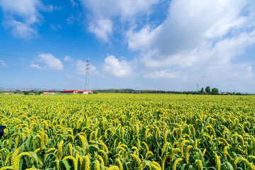 foxtail millet in the field