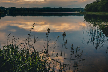 A beautiful lake in a forested area with aquatic plants, canes, reeds and trees on the shore under cloudy evening sky