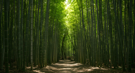 Obraz premium Serene Path Through Lush Bamboo Forest A Tranquil Nature Escape