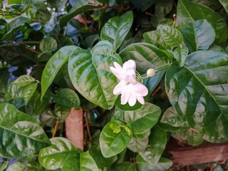 A delicate white jasmine flower blooms among lush, shiny green leaves in a vibrant garden setting