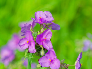紫露草の花