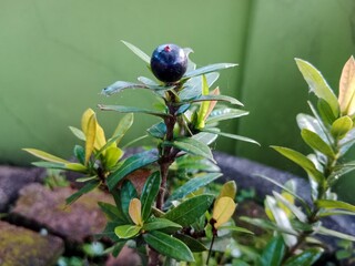 A close-up of a small dark berry growing on a green leafy plant with a blurred green wall in the background