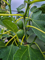 Green figs on tree at an allotment in Nottingham, UK.