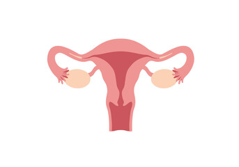 Detailed Illustration of Female Reproductive System: Uterus Fallopian Tubes and Ovaries.