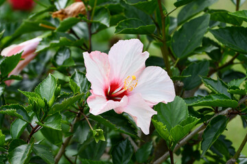 ハイビスカス　Hibiscus
