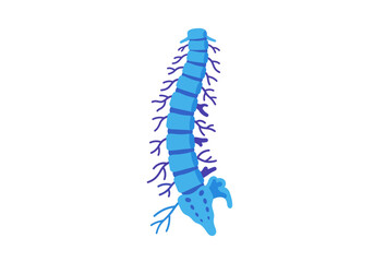 Stylized Blue Spinal Cord Illustration with Nerve Branches.