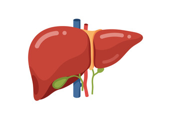 Human Liver with Gallbladder and Vessels: Detailed Anatomical Illustration.